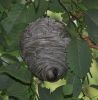 Wasp Nest Removal Bradford